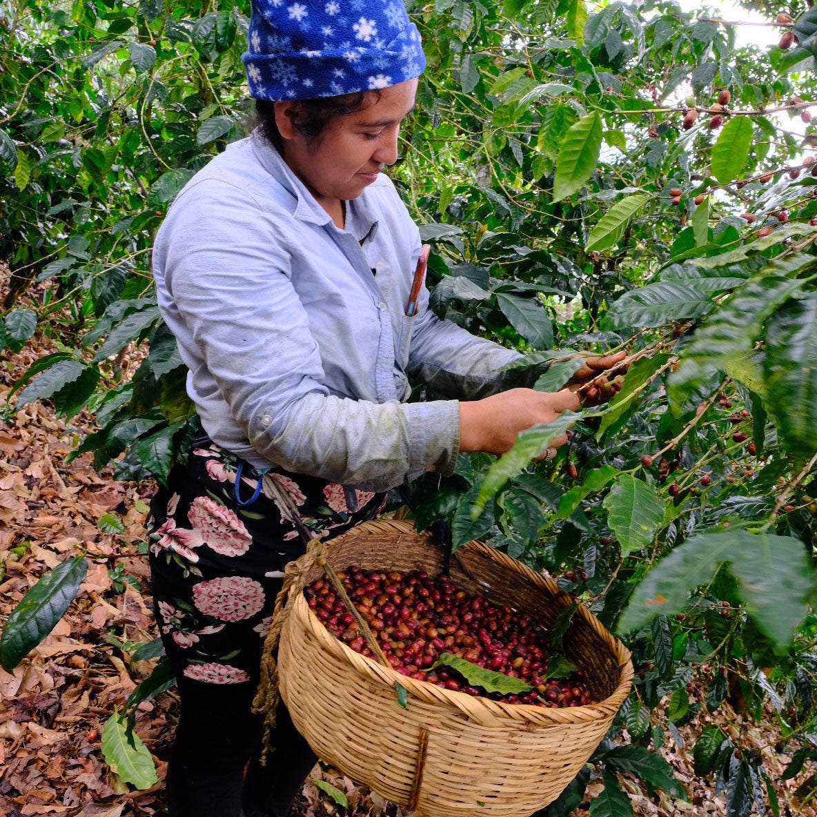 LA DALIA